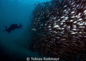 School of Yellowstripe Trevally, Salang Jetty, Tioman Island by Tobias Reitmayr 